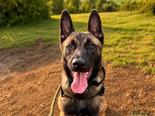 Belgian Shepherd Dog dogs Belgian malinois - Advert 17