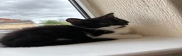 Mixed Breed cats for sale: Black and White Fluffy Male Kitten - Advert 19