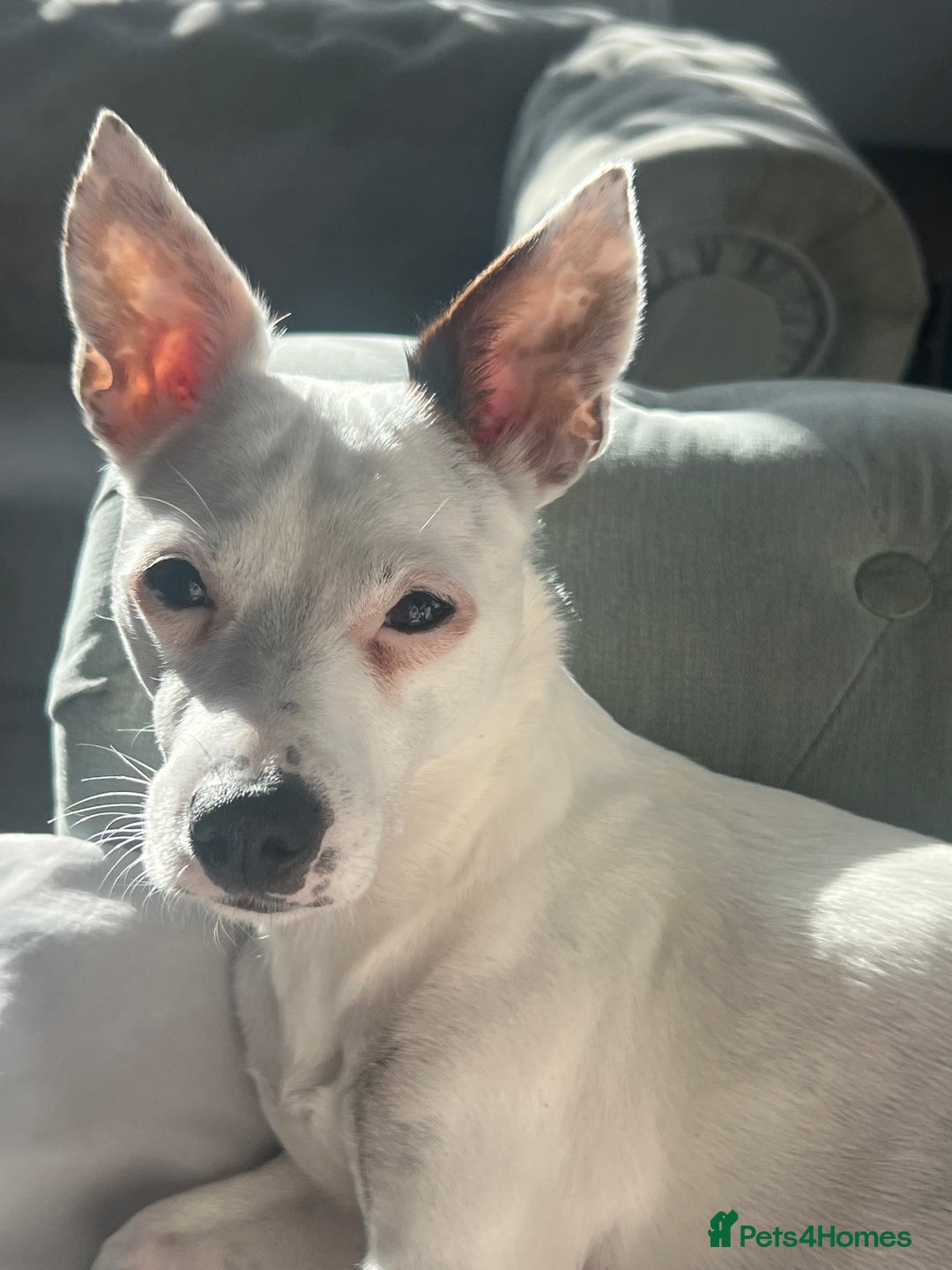 Jack Russell dogs for sale: Stunning Miniature Jack Russell Puppies!!! - Image 21