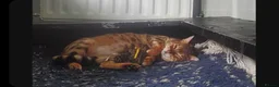 Mixed Breed cats for sale: Gingal kittens x 6 (GINger Tom x benGAL - Advert 1