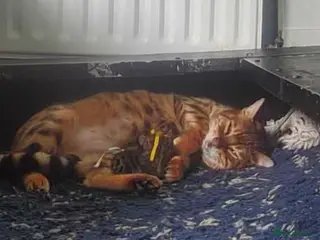 Mixed Breed cats Gingal kittens x 6 (GINger Tom x benGAL - Advert 1