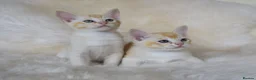 Asian cats for sale: Quality Pedigree Registered Asian Kittens in Saint Austell - Advert 2