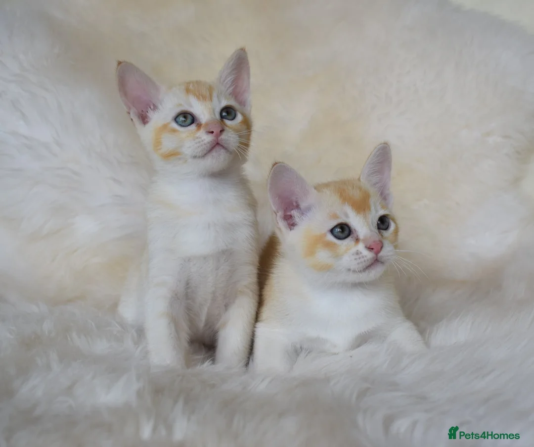 Asian cats for sale: Quality Pedigree Registered Asian Kittens in Saint Austell - Advert 2