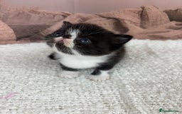 Exotic cats for sale: ⭐️ Exotic kittens 1 male 2 female ⭐️ - Image 8