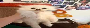 Ragdoll Kitten 3