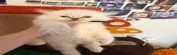 Ragdoll cats for sale:  Tica reg seal tabby bicolour ragdoll kitten  - Advert 10