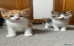 Mixed Breed cats for sale: 5 cute kittens for sale  - Image 10