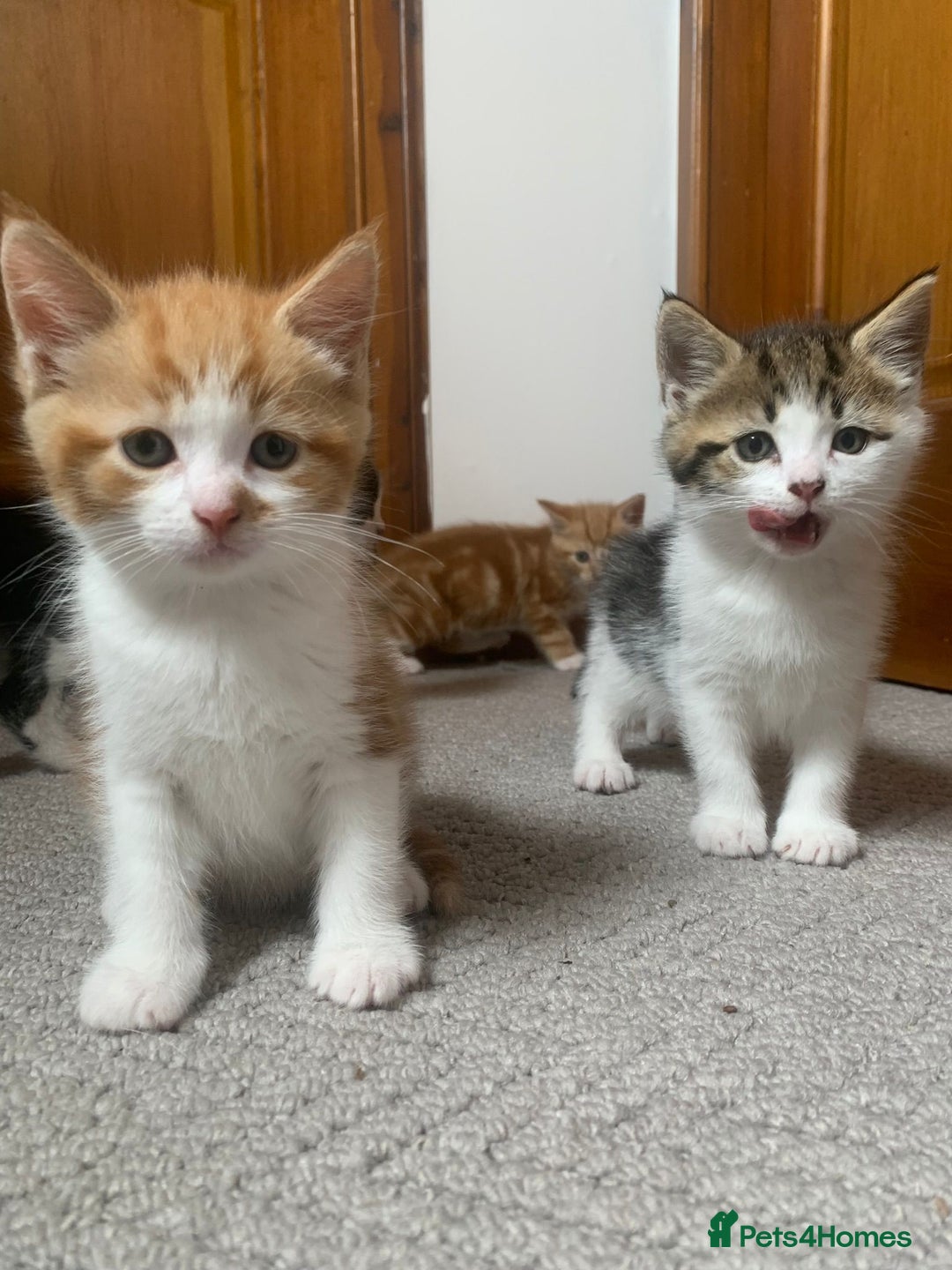 Mixed Breed cats for sale: 5 cute kittens for sale  - Image 10