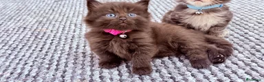Brownie 