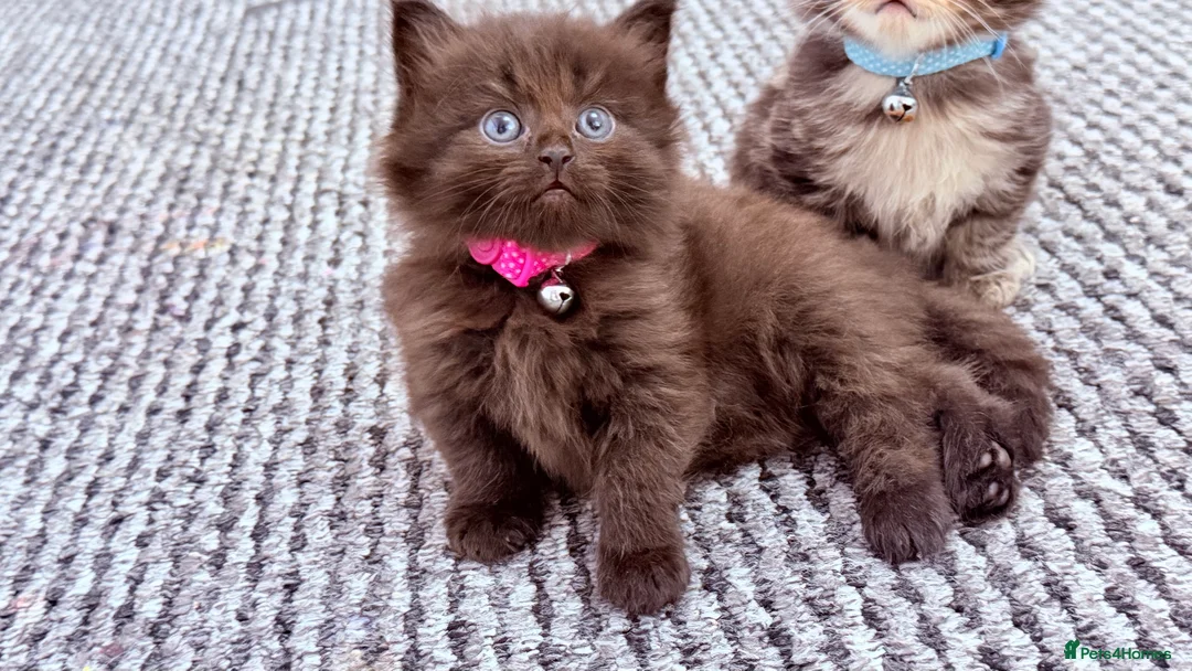 RagaMuffin cats for sale: 🤎Beautiful Ragamuffin Kittens🤎 - Advert 14