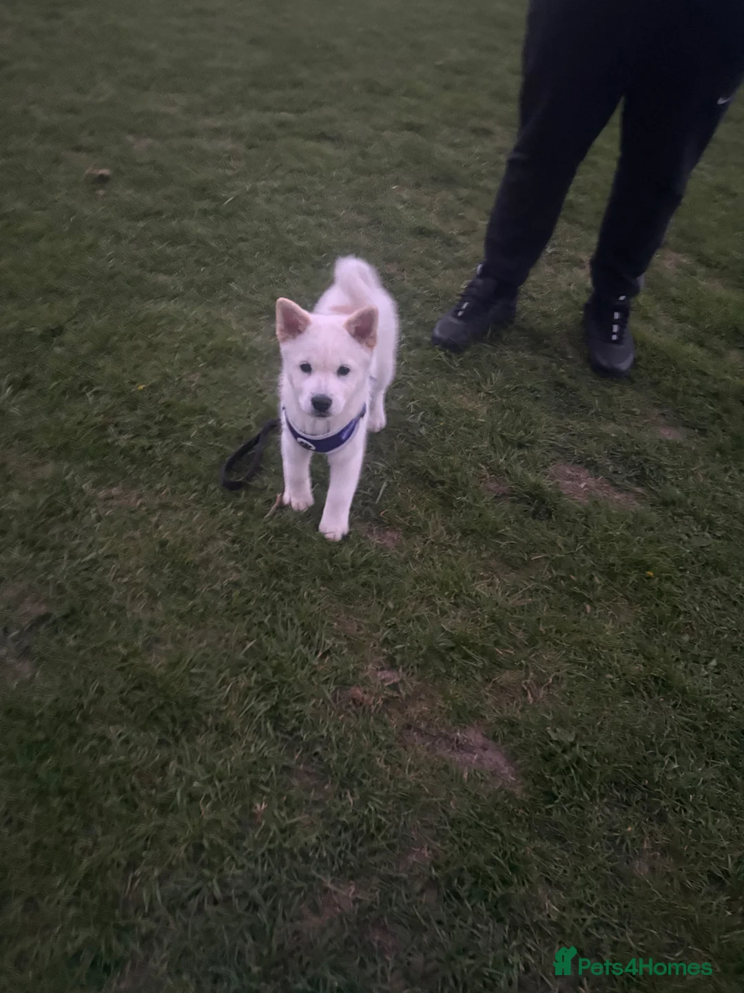 Mixed Breed dogs for sale: Rolo is a 6 month old chowski - Advert 8