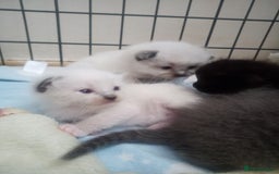 Ragdoll cats for sale: Ragdoll kittens  - Image 9