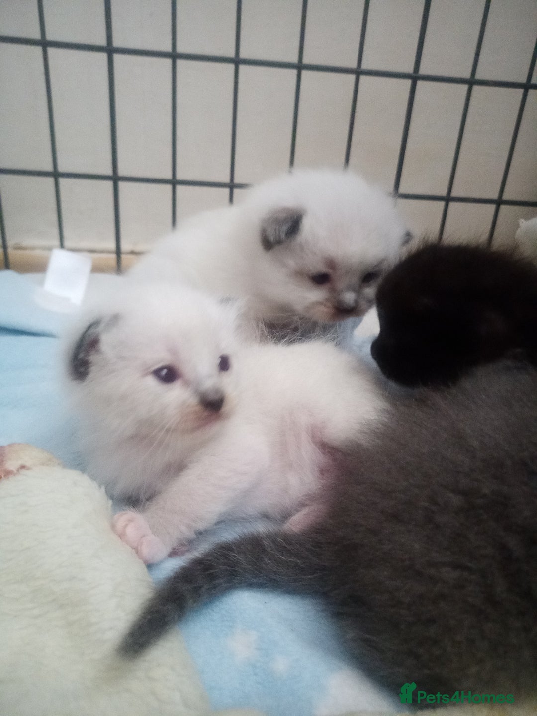 Ragdoll cats for sale: Ragdoll kittens  - Image 9