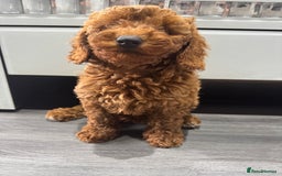 Miniature Poodle dogs for sale: Ready now KC reg health tested miniature poodle  - Image 1