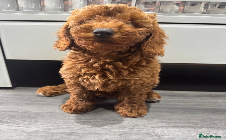 Miniature Poodle dogs - Advert 6
