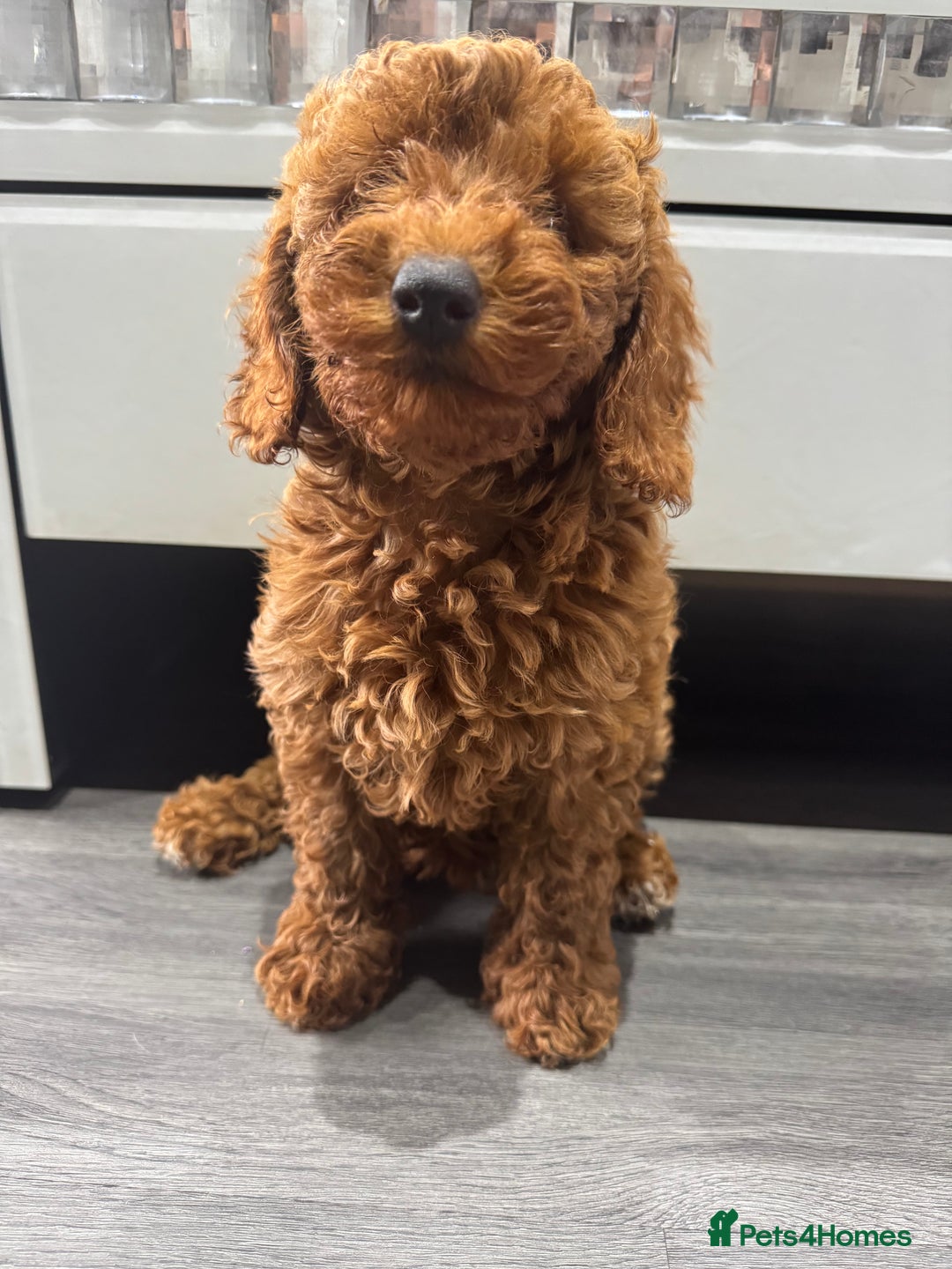 Miniature Poodle dogs for sale: Ready now KC reg health tested miniature poodle  - Image 1