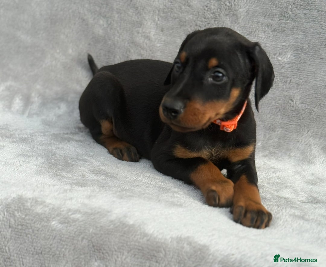 Dobermann dogs for sale: Kc Reg.European Blood lines Doberman Puppies - Image 15