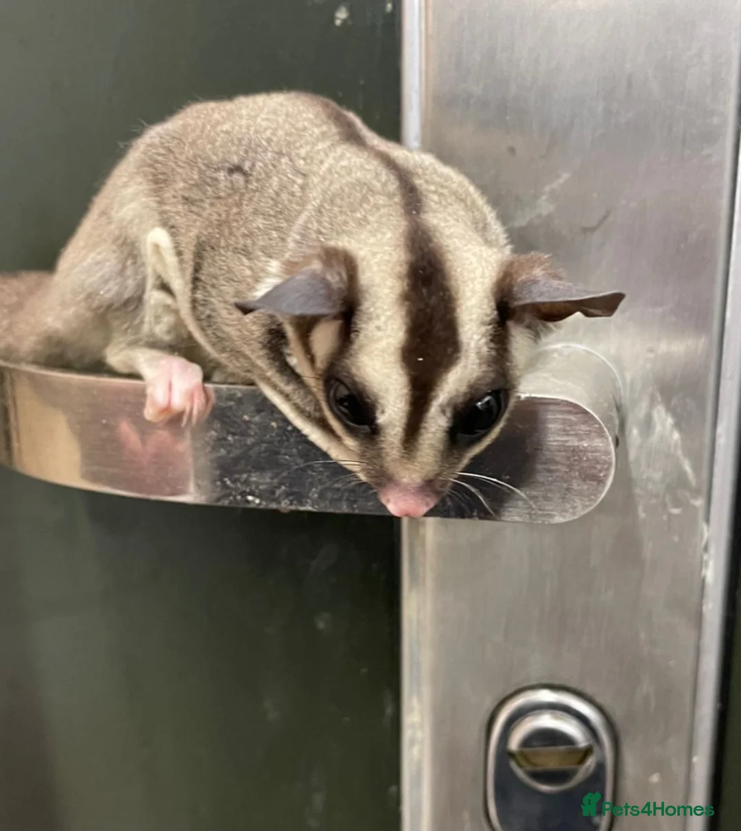 Sugar Glider rodents for sale: 2 female sugar gliders  - Advert 8