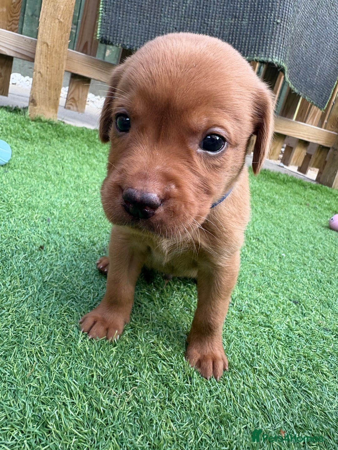 Labrador Retriever dogs for sale: Stunning Fox Red Labrador puppies  - Image 32