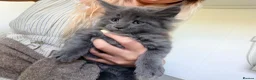 Maine Coon cats for sale: 🐈‍⬛ GIANT EUROPEAN MAINE COON KITTENS 🐈‍⬛  - Advert 3
