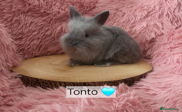 Lionhead rabbits - Advert 1