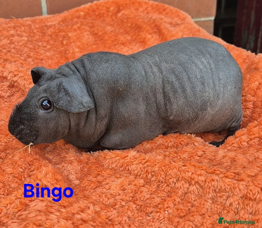 Guinea Pig rodents for sale: Male/Female guinea pigs  - Advert 2