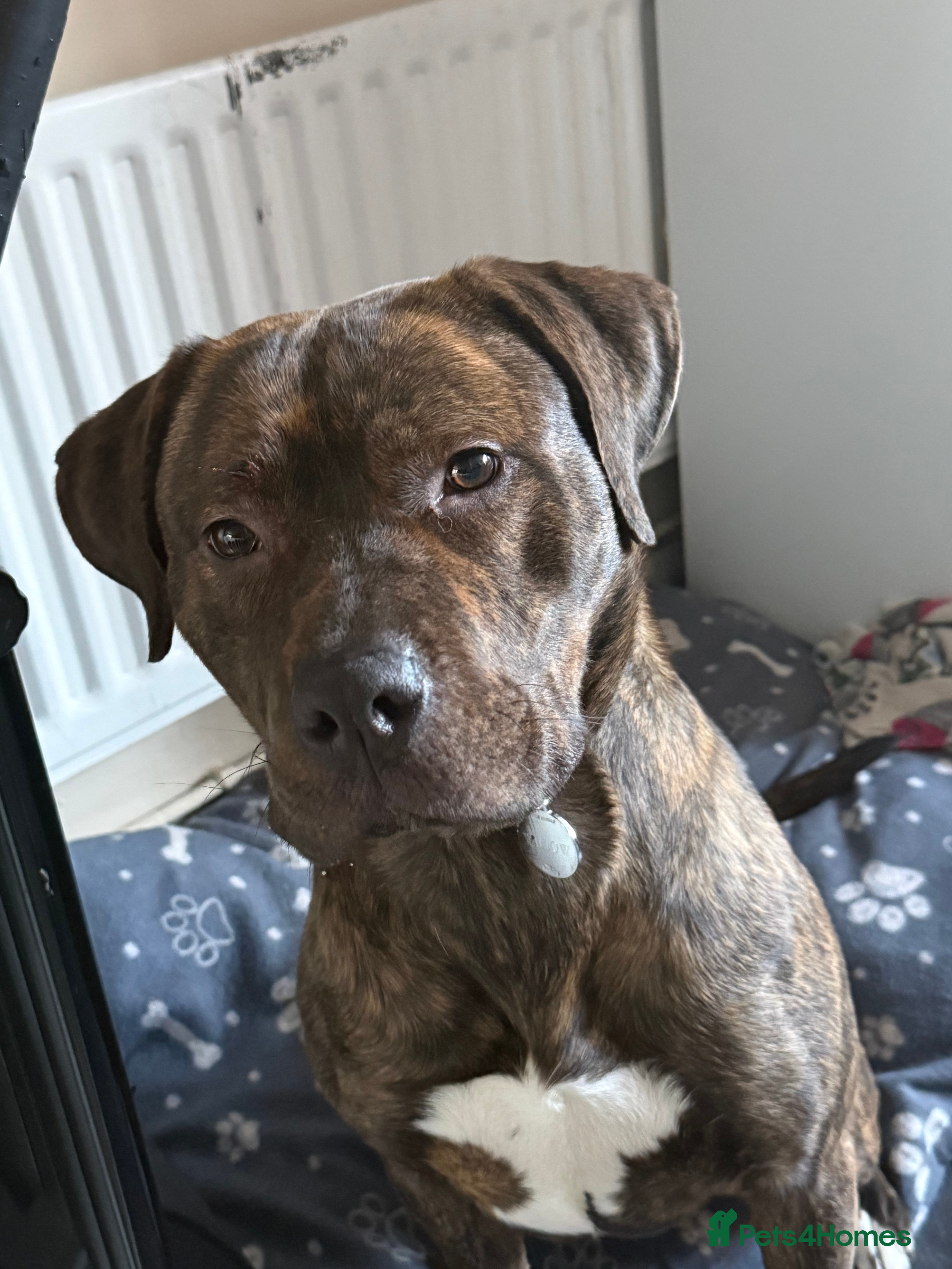 Mixed Breed dogs Staffxlab - Advert 1