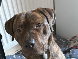 Mixed Breed dogs Staffxlab - Advert 12