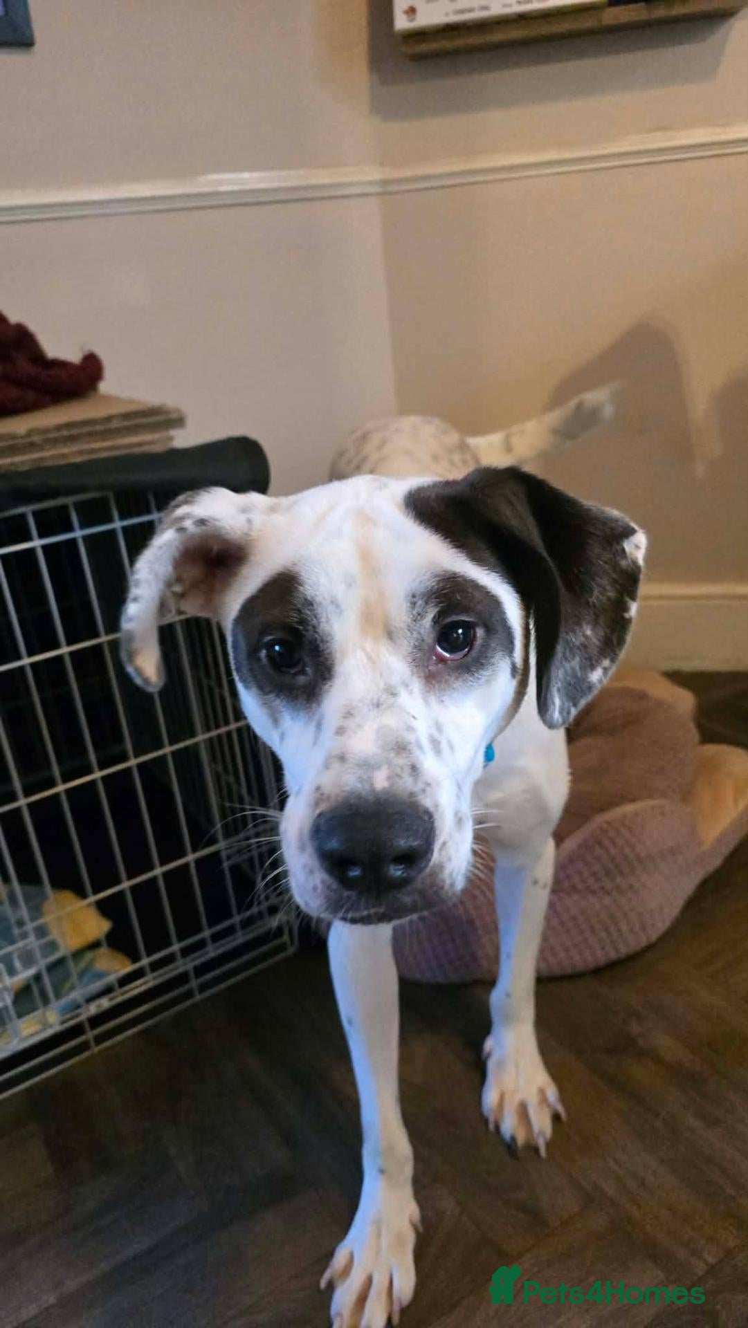 Mixed Breed dogs Flipper for adoption - Advert 2