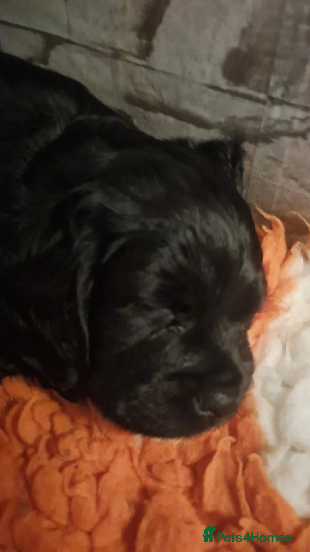 Mixed Breed dogs for sale: F1b Cocker Tzu Puppies - Advert 3
