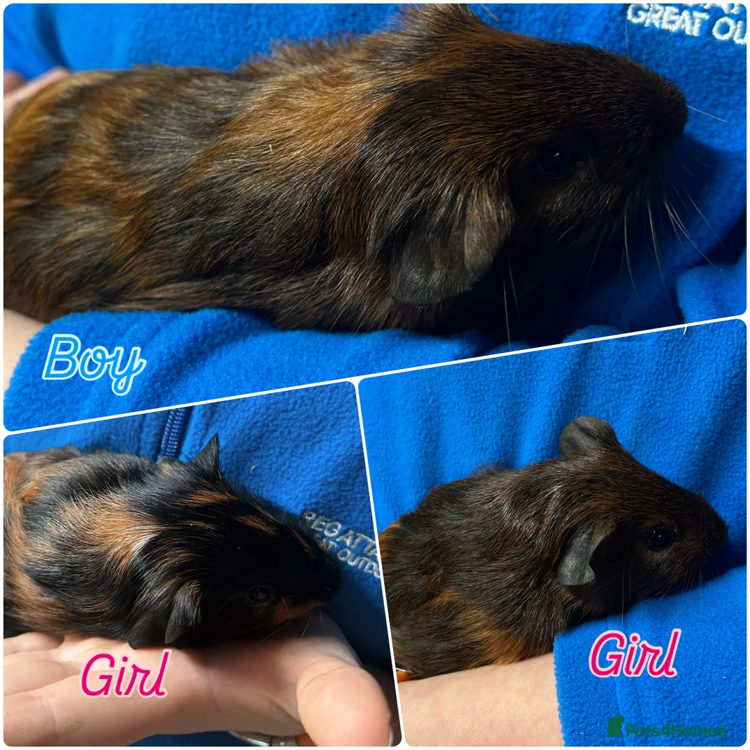 Guinea Pig rodents for sale: Guinea pig babies looking for their forever homes - Advert 1