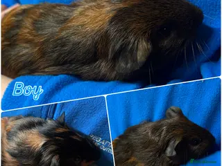 Guinea Pig rodents Guinea pig babies looking for their forever homes - Advert 10