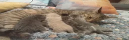 Mixed Breed cats for sale: Mixed tabby kittens 5 for sale . in Corby - Advert 9