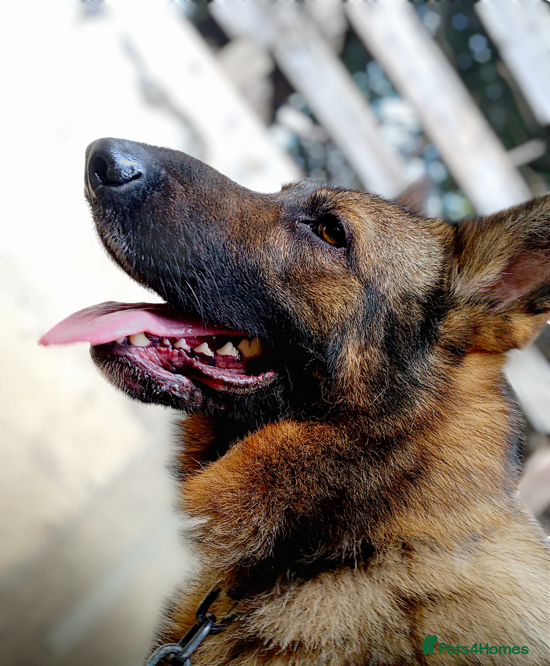 Shepsky dogs for sale: Beautiful chunky litter of shepsky pups - Image 11