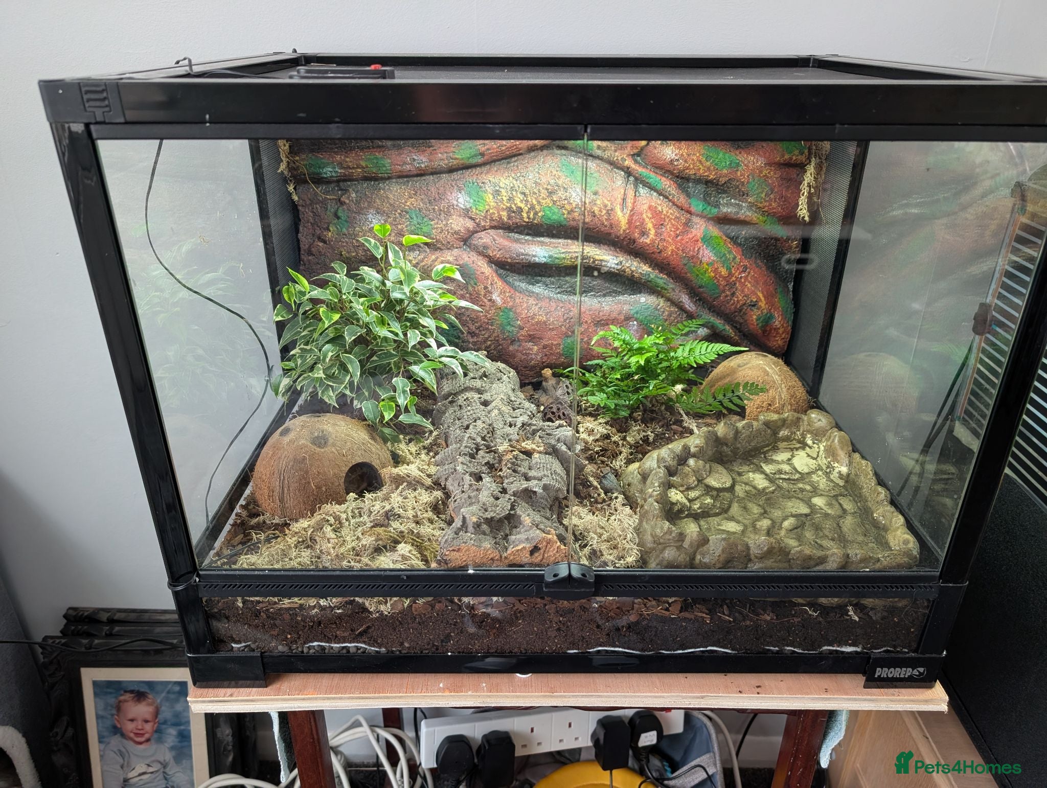 Toad reptiles 3 Moroccan toads and set up - Advert 11