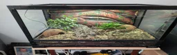 Toad reptiles for sale: 3 Moroccan toads and set up - Advert 1