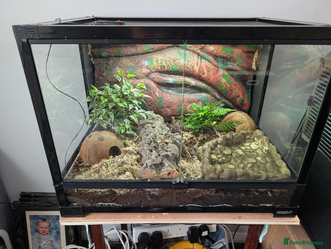 Toad reptiles for sale: 3 Moroccan toads and set up - Advert 1