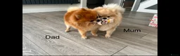 Pomeranian dogs for sale: Male Pomeranian puppy - Advert 10