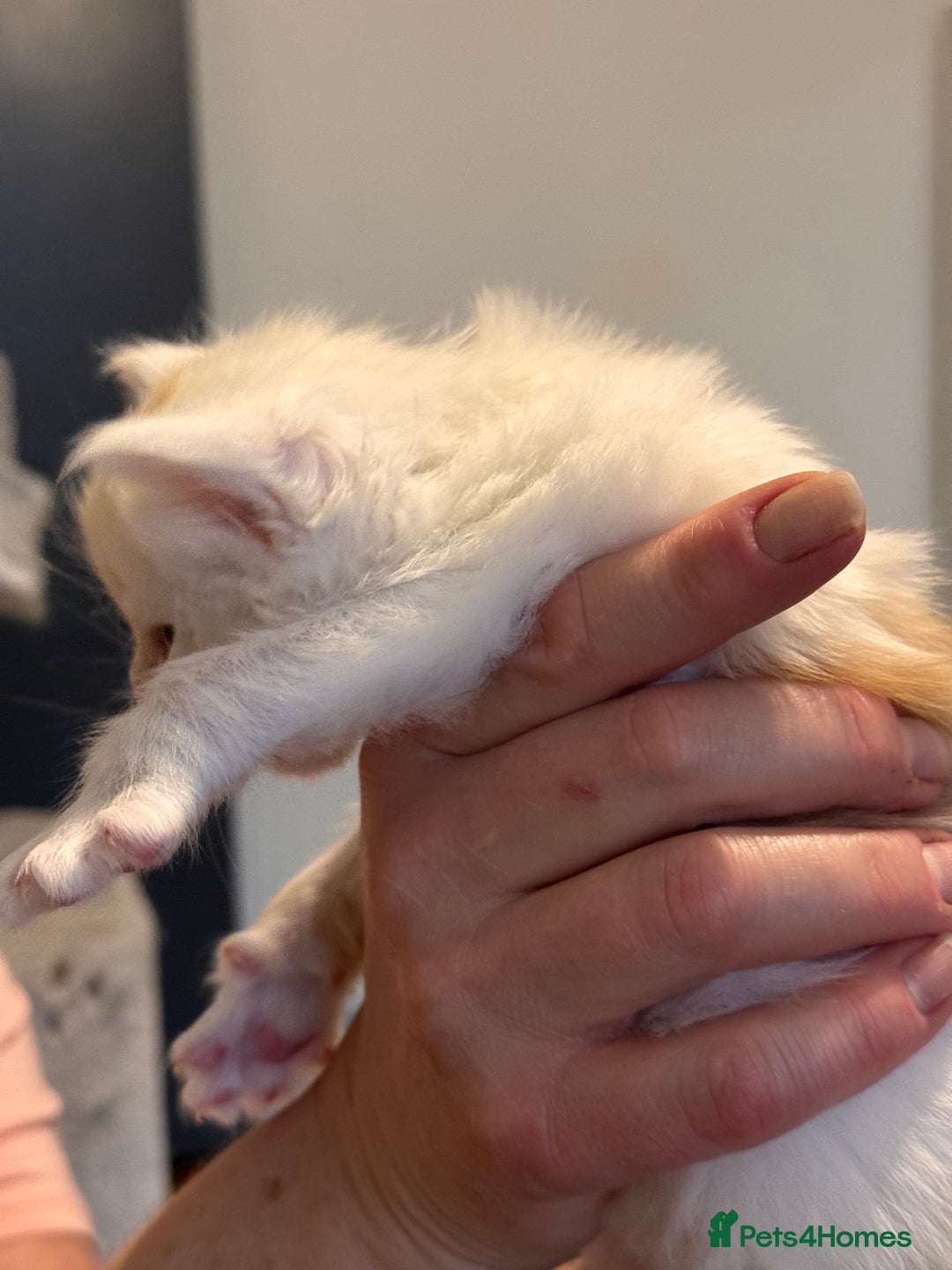 Maine Coon cats for sale: Gorgeous Shaded Line Maine Coon Kittens - Advert 18