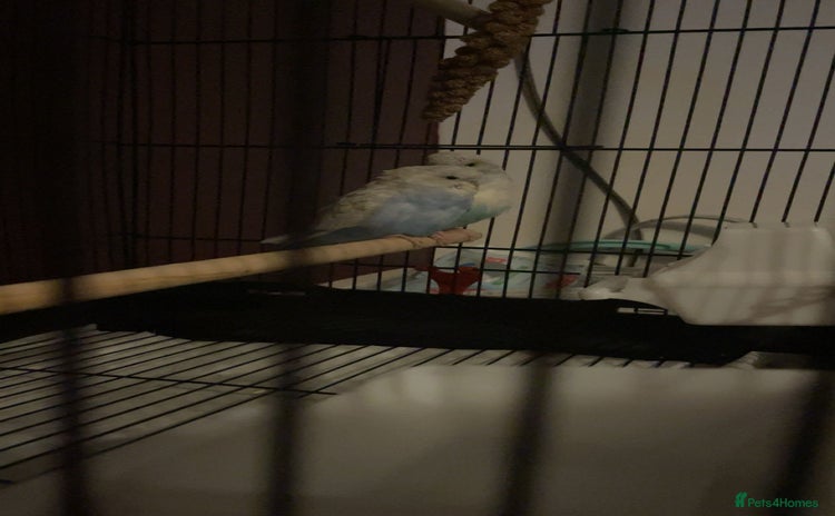 Budgerigars birds - Advert 5