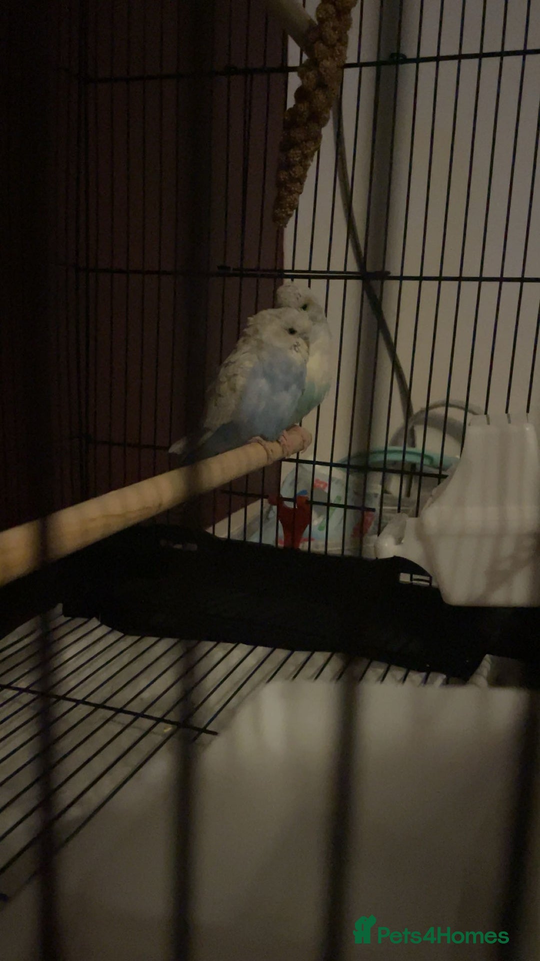Budgerigars birds for sale: Untamed bonded budgie pair - Image 1