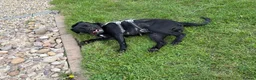 Cane Corso dogs for sale: Bonnie - Advert 5