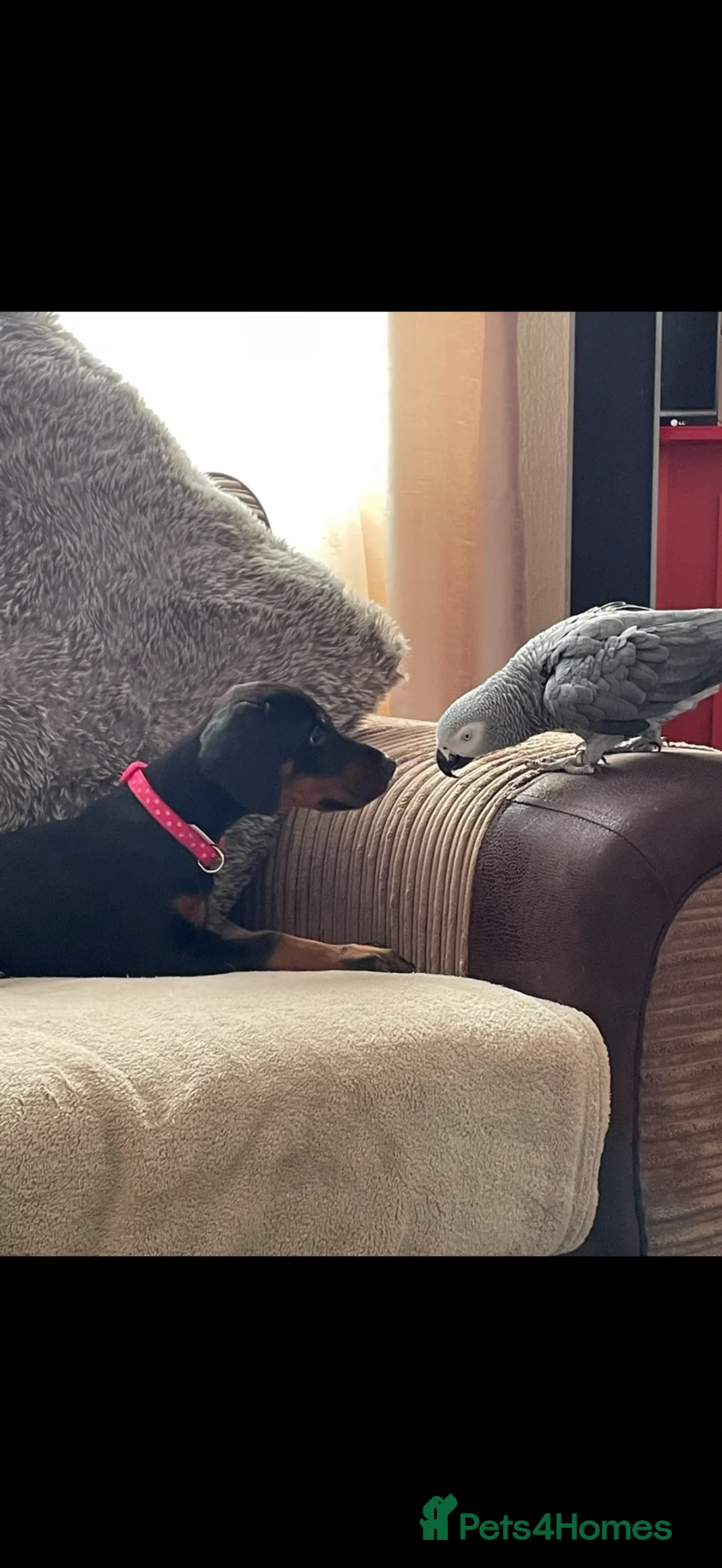 Parrots birds for sale: African Grey Parrot – Full of Character in Bournemouth - Advert 5