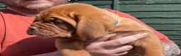 Dogue De Bordeaux dogs for sale: Exceptional KC Dogue de Bordeaux Puppies - Advert 38