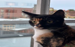Domestic Shorthair cats for sale: Candy - Female cat - Image 2