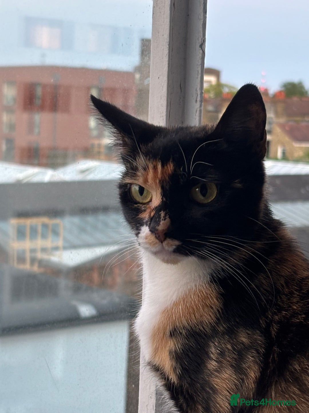 Domestic Shorthair cats for sale: Candy - Female cat - Image 2