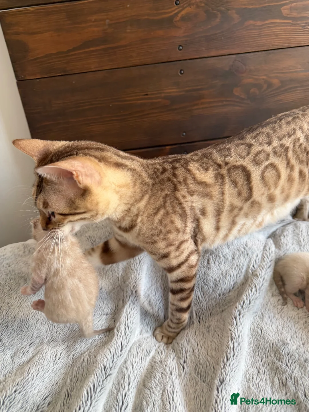 Bengal cats for sale: Albino & Snow Lynx Bengal Kittens, TICA Regs - Advert 1