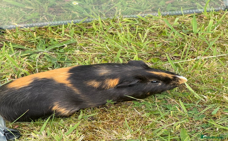 Guinea Pig rodents - Advert 1