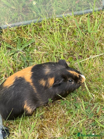 Guinea Pig rodents - Advert 11