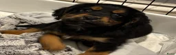 Cocker Spaniel dogs for sale: Beautiful working cocker spaniels  - Advert 3